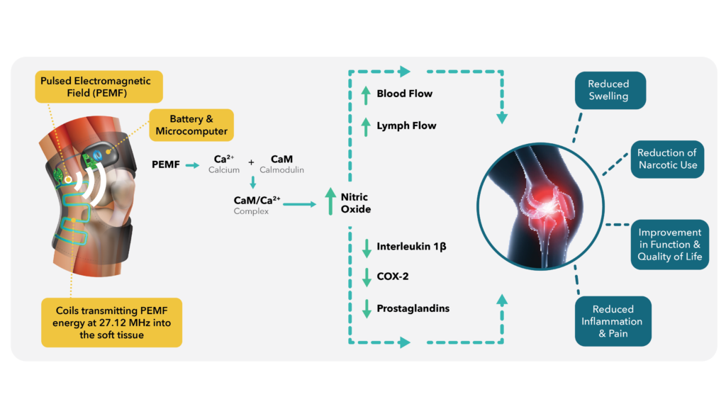 A Whole Infographic illustrating the Chemical Reaction of PEMF therapy in Human Body